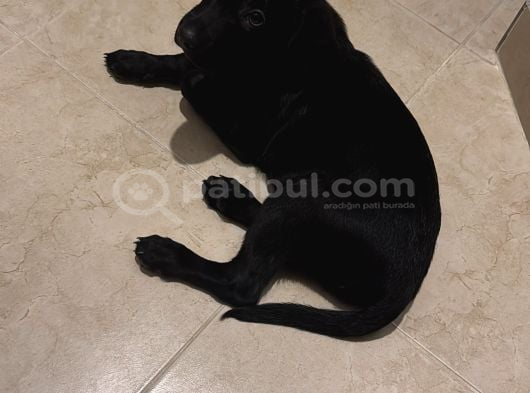 Dişi Black Labrador Tüm Aşıları Yapılmış görsel