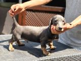 4 Aylık Erkek Dakhund Yavru