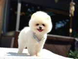 A Kalite Pomeranian Boo Yavrular