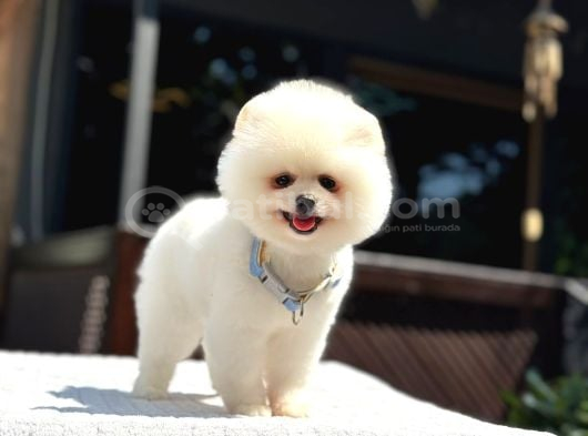 A Kalite Pomeranian Boo Yavrular
