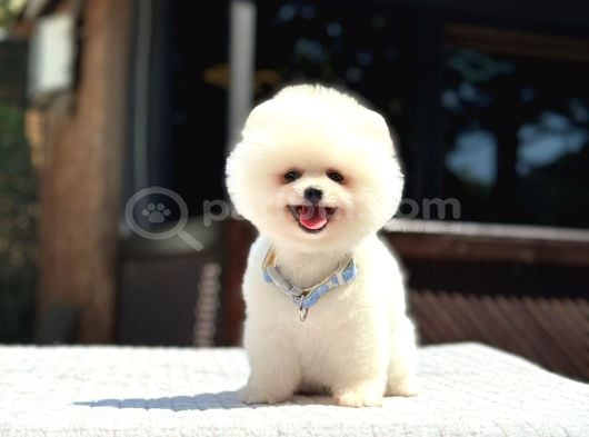 A Kalite Pomeranian Boo Yavrular görsel