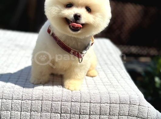 A Kalite Pomeranian Boo Yavrular görsel