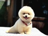 A Kalite Pomeranian Boo Yavrular