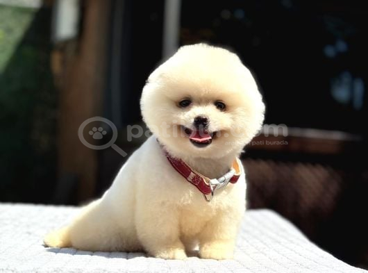 A Kalite Pomeranian Boo Yavrular görsel