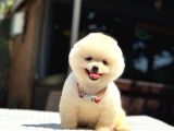 A Kalite Pomeranian Boo Yavrular
