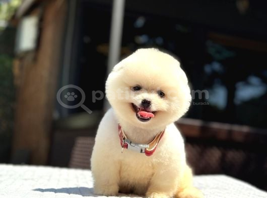 A Kalite Pomeranian Boo Yavrular görsel