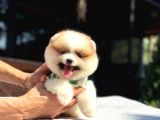 Particolor Pomeranian Boo
