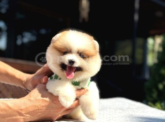 Particolor Pomeranian Boo görsel