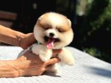 Particolor Pomeranian Boo