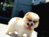 Particolor Pomeranian Boo