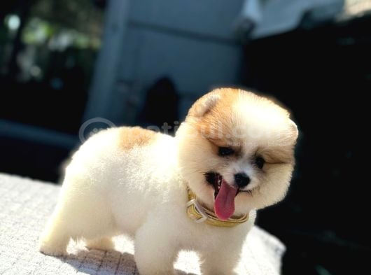 Particolor Pomeranian Boo görsel