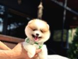 Particolor Pomeranian Boo