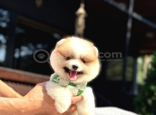Particolor Pomeranian Boo görsel