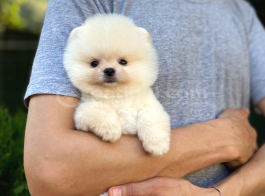 Sağlık Garantili Pomeranian Boo görsel