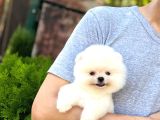 Sağlık Garantili Pomeranian Boo