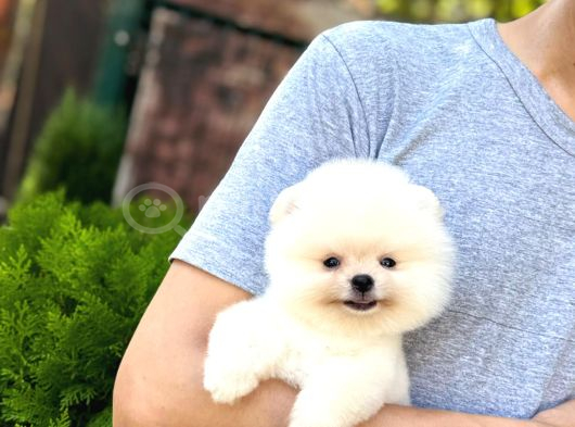 Sağlık Garantili Pomeranian Boo
