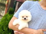 Sağlık Garantili Pomeranian Boo