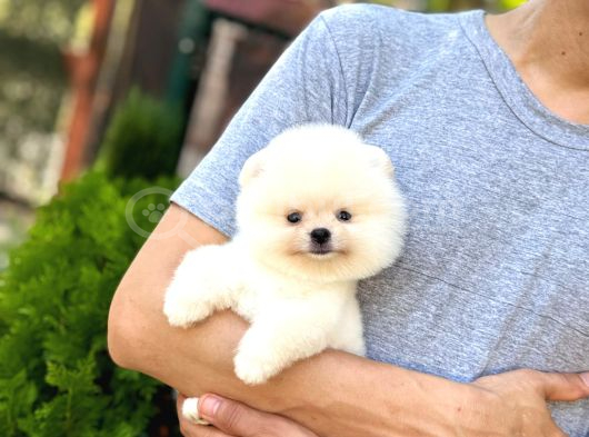 Sağlık Garantili Pomeranian Boo görsel