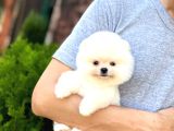 Sağlık Garantili Pomeranian Boo