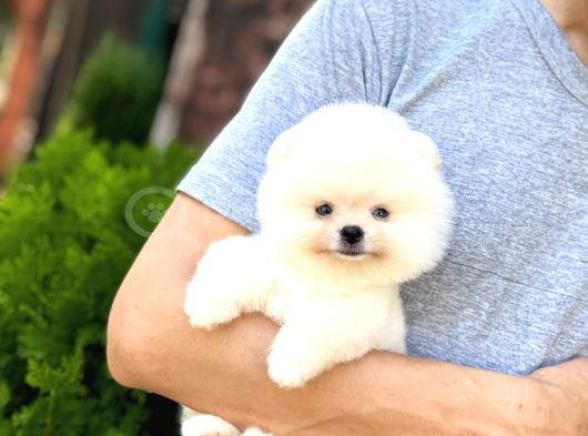 Sağlık Garantili Pomeranian Boo görsel
