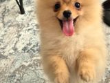 Erkek Güzeli Pomeranian İzmir