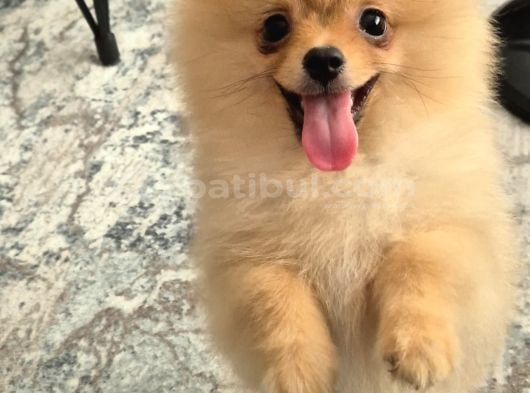 Erkek Güzeli Pomeranian İzmir görsel