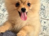 Erkek güzeli pomeranian İzmir