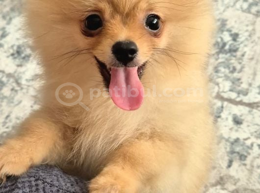Erkek güzeli pomeranian İzmir