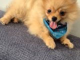 Erkek Güzeli Pomeranian İzmir