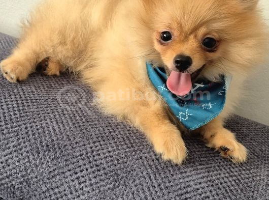 Erkek Güzeli Pomeranian İzmir görsel