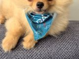 Erkek Güzeli Pomeranian İzmir