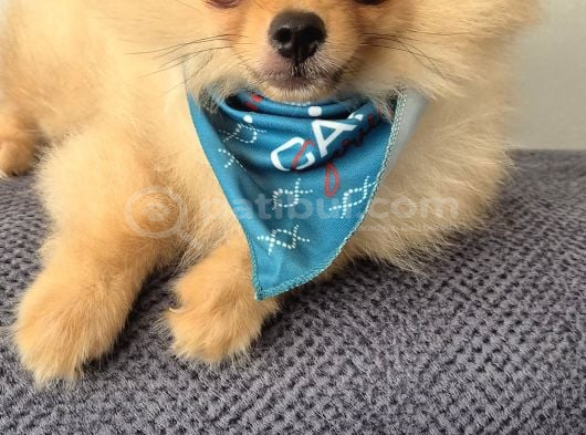 Erkek Güzeli Pomeranian İzmir görsel