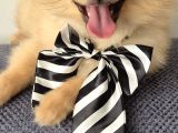 Erkek Güzeli Pomeranian İzmir