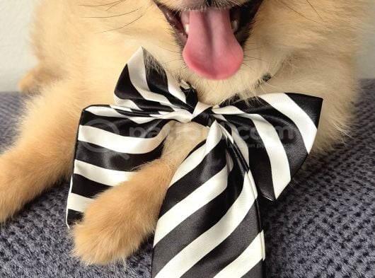 Erkek Güzeli Pomeranian İzmir görsel
