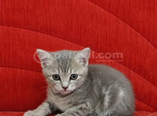 Her Renk Her Irk İçi̇n Mani̇sa İzmi̇r Whatsapp Lütfen görsel