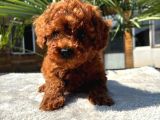 Mini Red Toy Poodle Yavrular