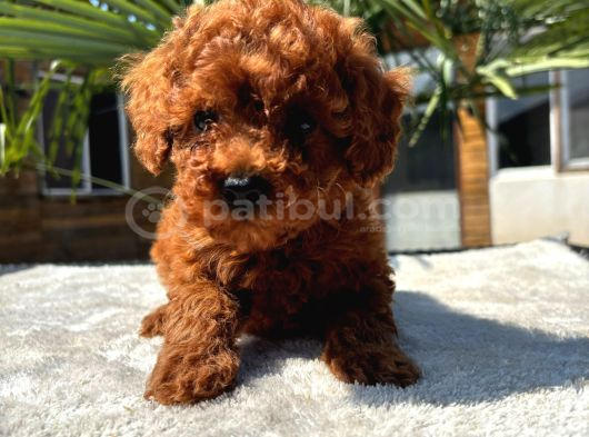 Mini Red Toy Poodle Yavrular görsel