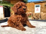 Mini Red Toy Poodle Yavrular