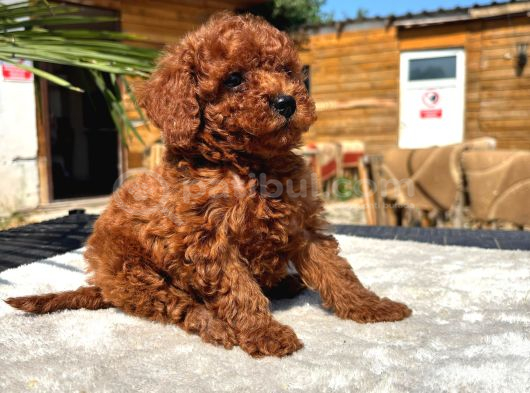 Mini Red Toy Poodle Yavrular görsel