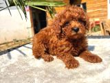 Mini Red Toy Poodle Yavrular