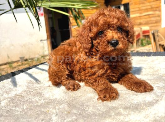 Mini Red Toy Poodle Yavrular