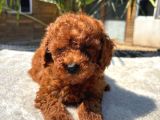 Mini Red Toy Poodle Yavrular