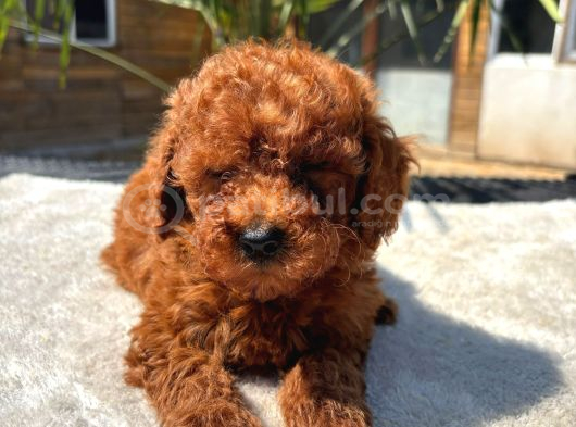 Mini Red Toy Poodle Yavrular görsel