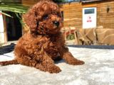 Mini Red Toy Poodle Yavrular