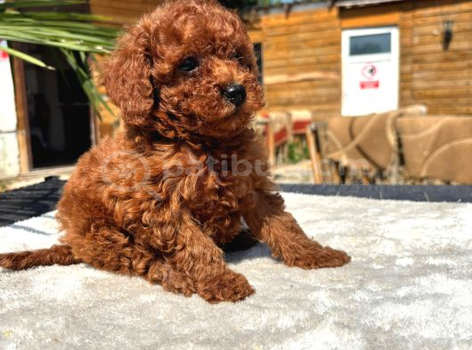 Mini Red Toy Poodle Yavrular görsel
