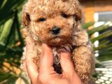 Apricot Toy Poodle Yavrular