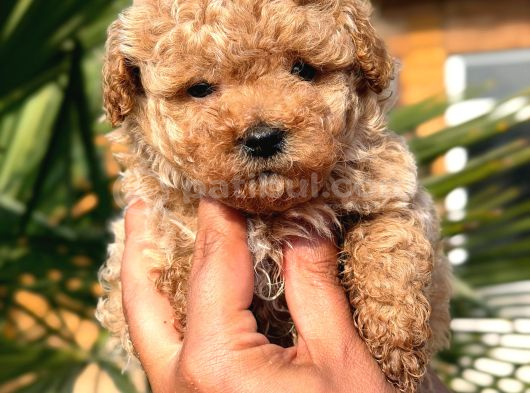 Apricot Toy Poodle Yavrular görsel