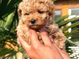 Apricot Toy Poodle Yavrular