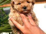 Apricot Toy Poodle Yavrular