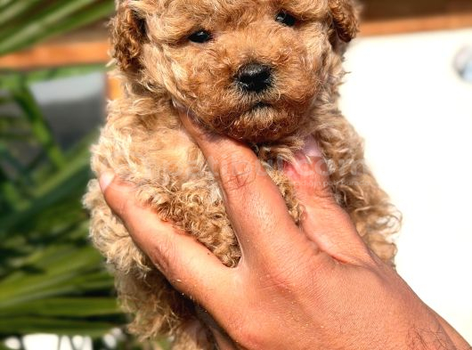 Apricot Toy Poodle Yavrular görsel